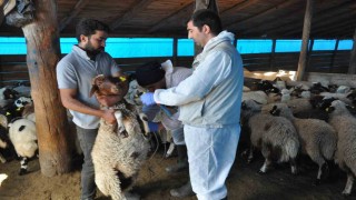 Karsta küçükbaş hayvanlara kayıt altına alınıyor