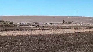 Karsta mısır tarlaları domuz sürüsünün istilasına uğradı