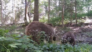 Kastamonuda anne ayı ve yavrusu, su içerken fotokapana yakalandı