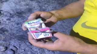 Kastamonuda küle dönen ormanda sağ bulunan yavru yılan görenleri şaşırttı