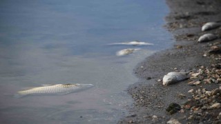 Kastamonuda su seviyesi düşen barajda ölen balıklar kıyıya vurdu