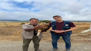 Kastamonuda yaralı halde bulunan şahin tedavi altına alındı