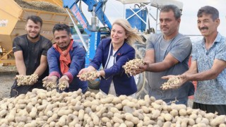 Kaya Yer Fıstığı Hasadına Katıldı: “Çiftçi Emeğinin Karşılığını Alamıyor”