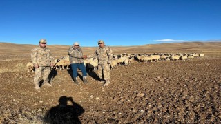 Kaybolan hayvanlar jandarma tarafından bulundu