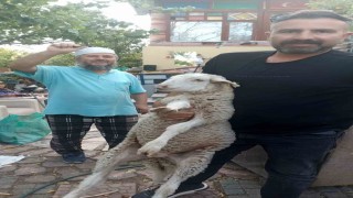 Kaybolan kuzuyu 2 gün misafir edip sahibine ulaştırdı