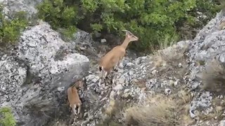 Kazankaya Kanyonunda  yaban keçileri ve yavruları dronla görüntülendi