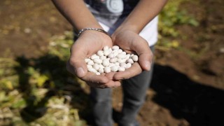 Kelkitin coğrafi işaretli şeker fasulyesinin hasadı başladı