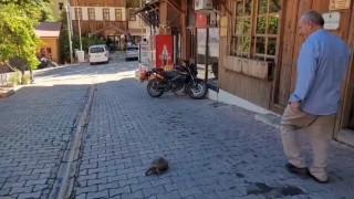 Kemaliye sokaklarında dolaşan kaplumbağa ilgi odağı oldu