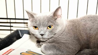 Kemerde 27 köpek ve 122 kedi kısırlaştırıldı