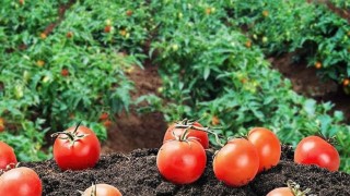 Kendi hammaddesini üretecek