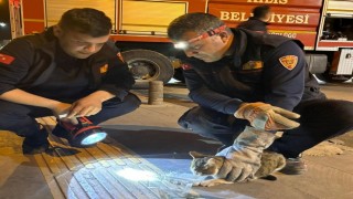 Kiliste 3 gündür ağaçta mahsur kalan kedi kurtarıldı