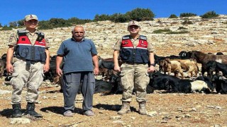 Kiliste kaybolan 100 küçükbaş hayvan bulundu