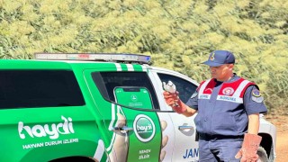 Kiliste yaralı ak çaylak kuşu bulundu