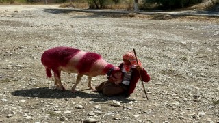 Kınalı koyunlar suya değil, kurumuş toprağa atladı