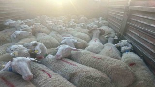 Kırklarelinde 57 kaçak hayvan yakalandı