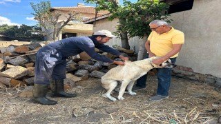 Kırklarelinde kedi ve köpeklere çip takılıyor