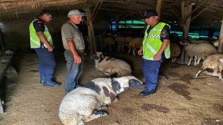 Kırşehirde kayıp küçükbaş hayvanlar bulundu