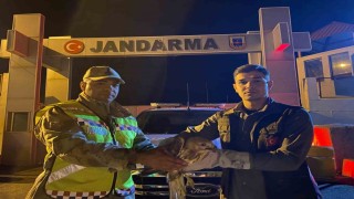 Kızıl şahin emin ellerde