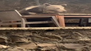 Kızılcahamamda lokantaya giren ayı masaya oturup servis bekledi