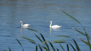 Kızılırmakta kuğuların dansı görsel şölen oluşturdu