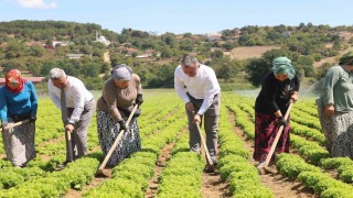 Kocaelide tarıma 1 milyar TLlik destek