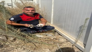 Konteynerin altında mahsur kalan kedileri itfaiye kurtardı