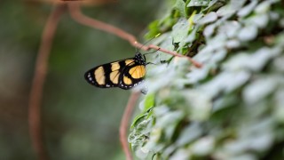 Konya Tropikal Kelebek Bahçesi ziyaretçilerin gözdesi olmaya devam ediyor