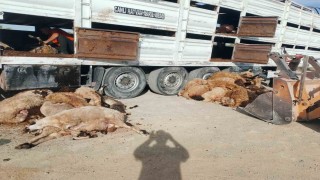 Konyada devrilen tırdaki 147 küçükbaş hayvan telef oldu