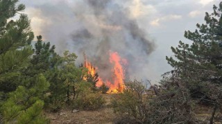 Konyada ormanlık alanda çıkan yangın söndürüldü