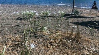 Koparmanın cezasını duyanlar yanından geçmiyor