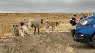 Köpeği öldürülen sahibinin yanından ayrılmadı