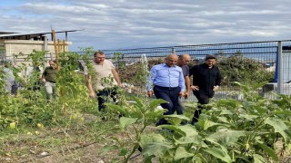 Körfezde ata tohumlarının ilk hasadı yapıldı