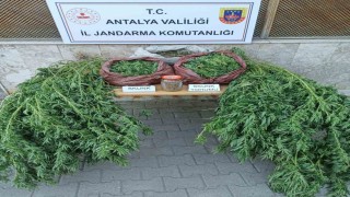 Korkutelinde 11,5 kilo skunk ele geçirildi