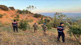 Köşkte jandarmadan incir nöbeti