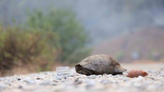 Köyceğizde dağ taş yandı, yangından kurtulan hayvanlar ateşsiz alan aradı
