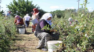 Küçük taneli büyük şifa: Aronya hasadı başladı