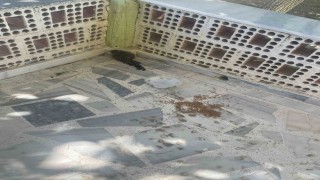 Kuluda yaralı ebabil kuşuna şefkat eli