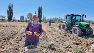 Kümbette yetiştirilen doğal patatesin hasadı başladı