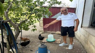 Kümese giren sokak köpekleri 70 tavuğu telef etti