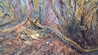 Küpeli su yılanı Tercanda görüntülendi