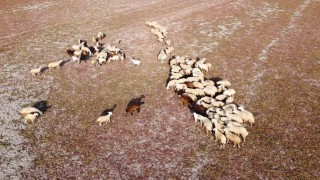Kuraklığın vahim tablosu: Kuruyan baraj havzasında hayvanlar otlatılıyor