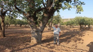 Kuraklığın vurduğu yüzlerce yıllık anıt fıstık ağaçları kuruma tehlikesi yaşıyor