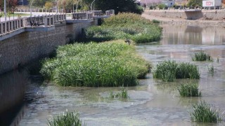 Kuraklık Yeşilırmakı vurdu: ‘Yağdır Mevlâm su