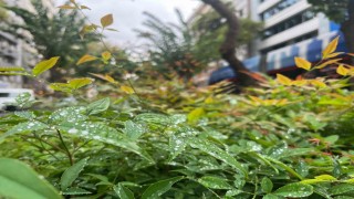 Kuraklıkla mücadele eden İzmirde yağmur serinliği