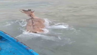 Kurtlardan kaçarken göle düşen dağ keçisini balıkçılar kurtardı