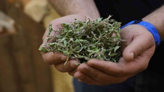 Kurusunun 100 gramı ile bir öğünlük yemek pişiyor