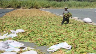 Kurutulmaya bırakılan tütünler, tarım arazilerini renklendirdi