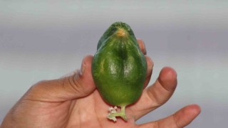 Kuş cennetinde ‘salatalık da kuşa benzedi