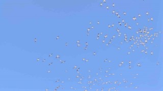 Kuşların dans şeklindeki gösterisi görenleri mest etti