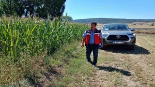 Kütahyada silajlık mısır kontrolleri